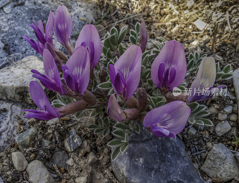 黄芪(Astragalus purshii)是一种沙维科植物，俗称毛荚沙维科植物(woollypod milvetch)和蒲草沙维科植物(Pursh’s milvetch)。大盆地国家公园，内华达州。